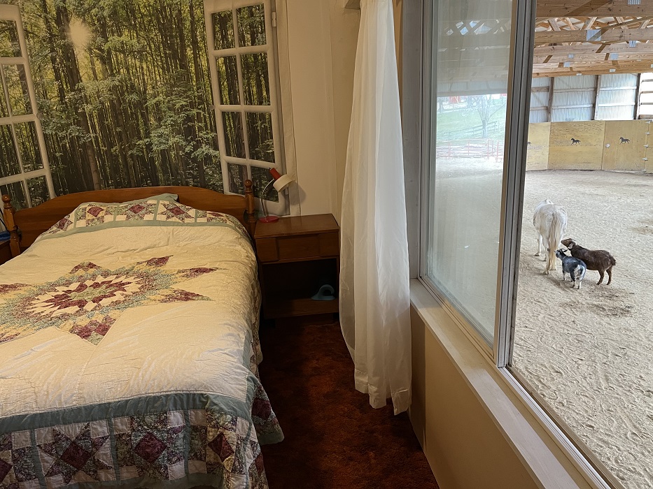 2B - Bedriin, Horses n goats out window, King Bed