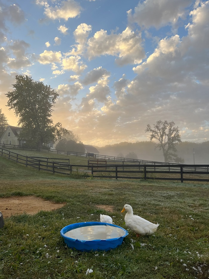 Ducks and Bavarian Sky