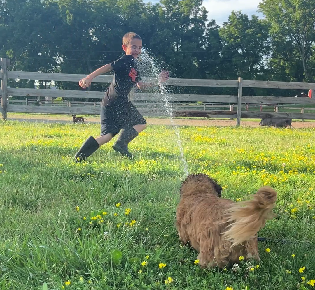 Dachl Dodge Water - a Backyard game you play with your dog
